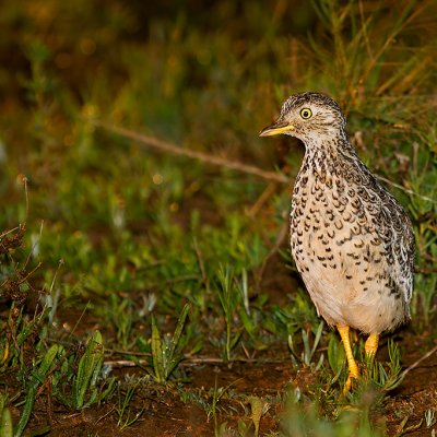 A plains-wanderer